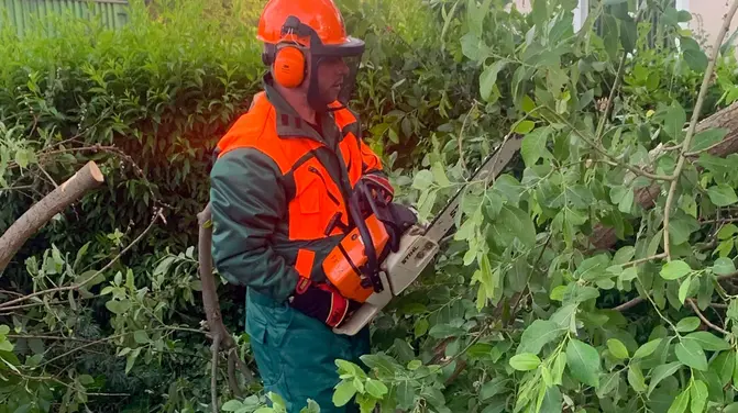 Abgebrochener Ast stellt Gefahr für Straßenverkehr dar - Baum auf Straße
