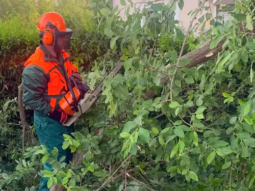 Hilfeleistungseinsatz: Ast auf Straße