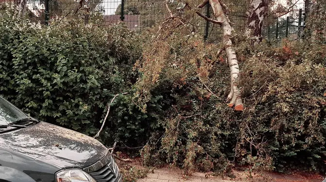 Windböe bringt Äste zum Abknicken - Ast auf Fahrzeug